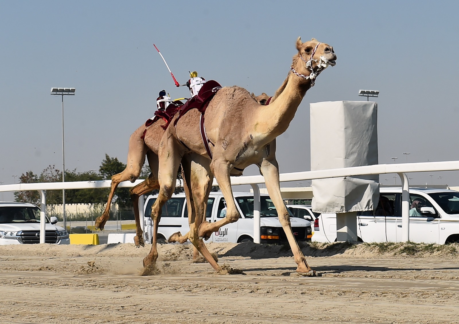 هجن الشيحانية تسيطر على أشواط الحيل والزمول في اليوم قبل الأخير لمهرجان